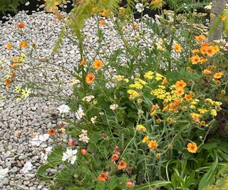 drought resistant planting in gravel mulch