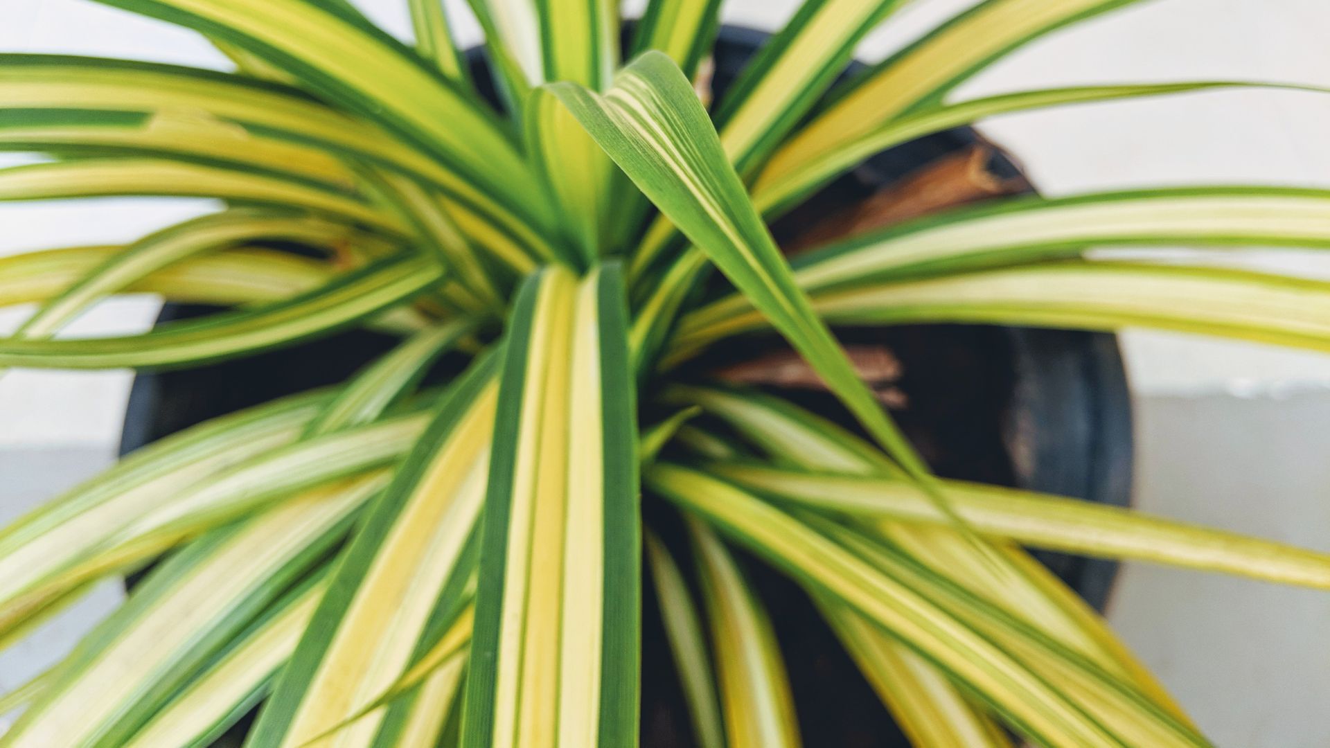 picture of spider plant going yellow
