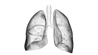 Black and white transparent illustration of the human lungs.
