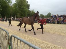 Sophie Jenman trots up Geronimo at Badminton 2014