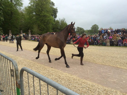 Sophie Jenman trots up Geronimo at Badminton 2014