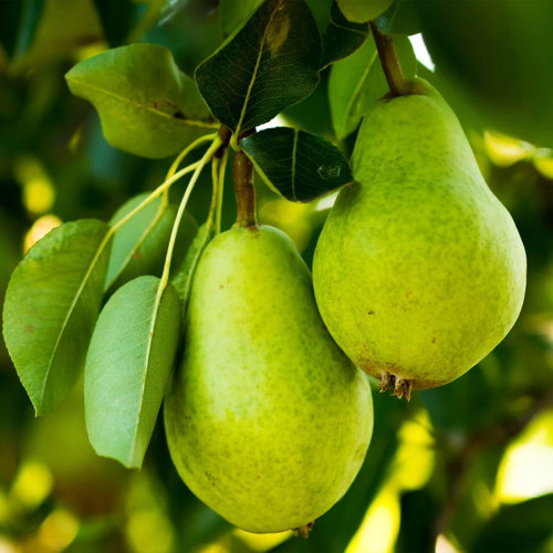 D&#039;Anjou Pear Tree