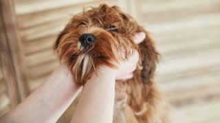 best ways to memorialize your pet — person holding dog's face
