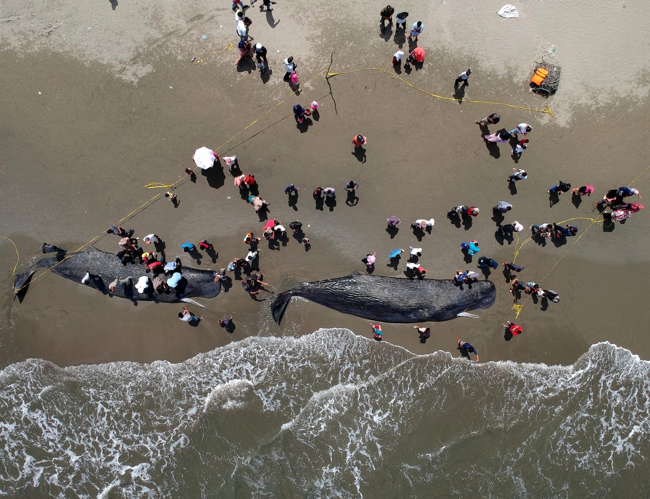 Two beached whales in Indonesia. 