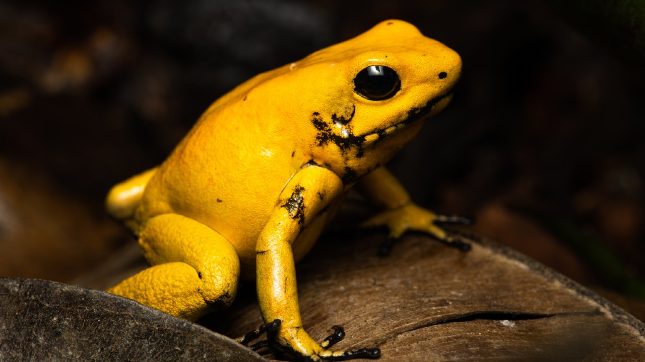 A golden golden poison frog