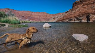 Dog standing in the Colorado River in California