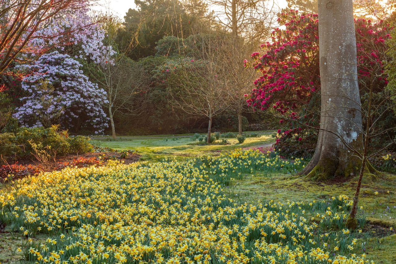 There is much to see at Borde Hill, where successive generations have increased the fine plant collections. Borde Hill Gardens, West Sussex. ©Clive Nichols