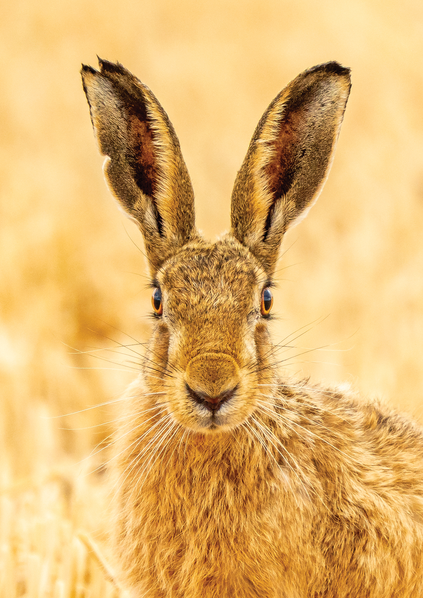 Close-up of a brown hare with tall ears standing in a golden wheat field