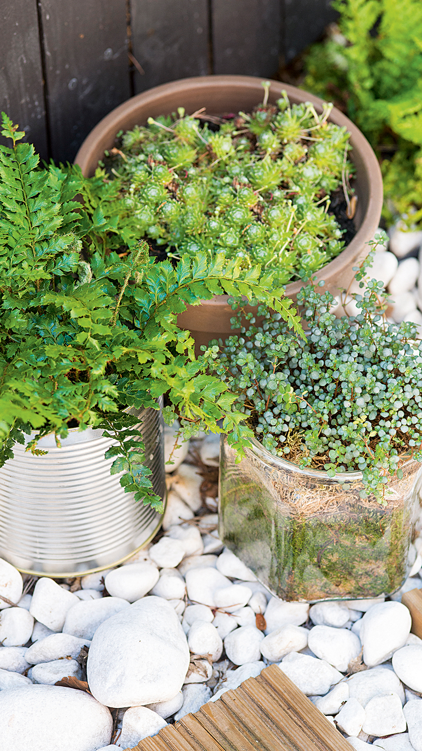 High angle close up of plants in a variety of pots, including empty tin can and glass jar.