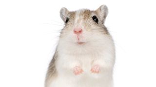 Small pets for kids - gerbil