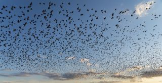 An exultation of skylarks against a colorful Summer sunset sky