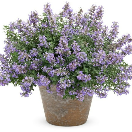 Proven Winners 10" Blue 'cat's Meow' Catmint (nepeta Faassenii) Perennial Live Plant in 6.5" Pot
