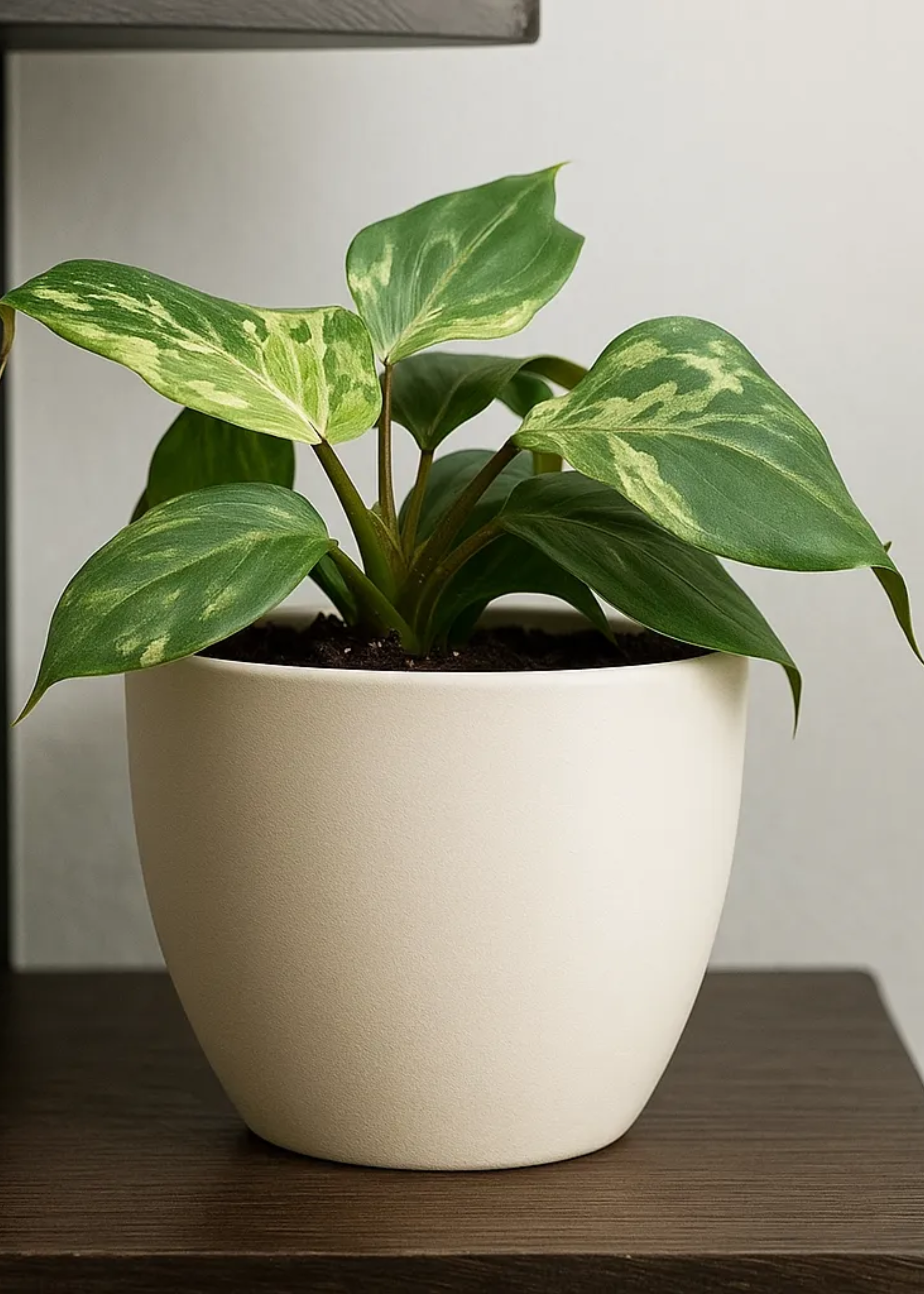 A philodendron plant in a large white pot