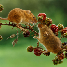 Two mice on a blackberry branch