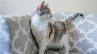 What is a dilute calico cat and how rare are they?