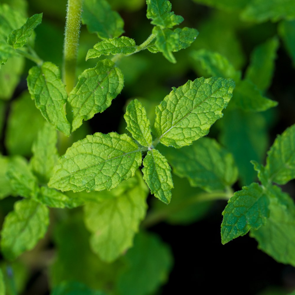 Strawberry Mint Mint Plant