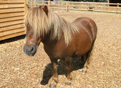 Mr Nibbles is being cared for by Bransby Horses