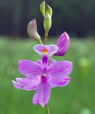 Calopogon tuberosus or grass pink orchid