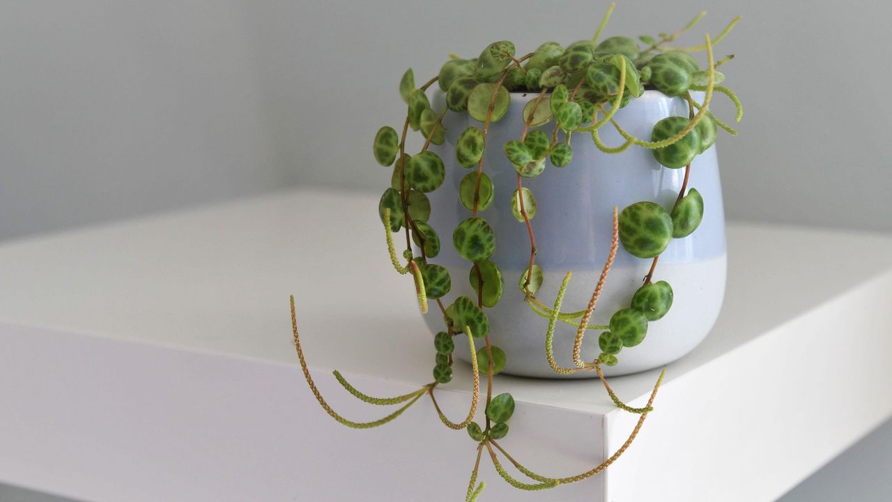 String of turtles (Peperomia prostrata) house plant in a blue pot, isolated on a white shelf and gray green background 