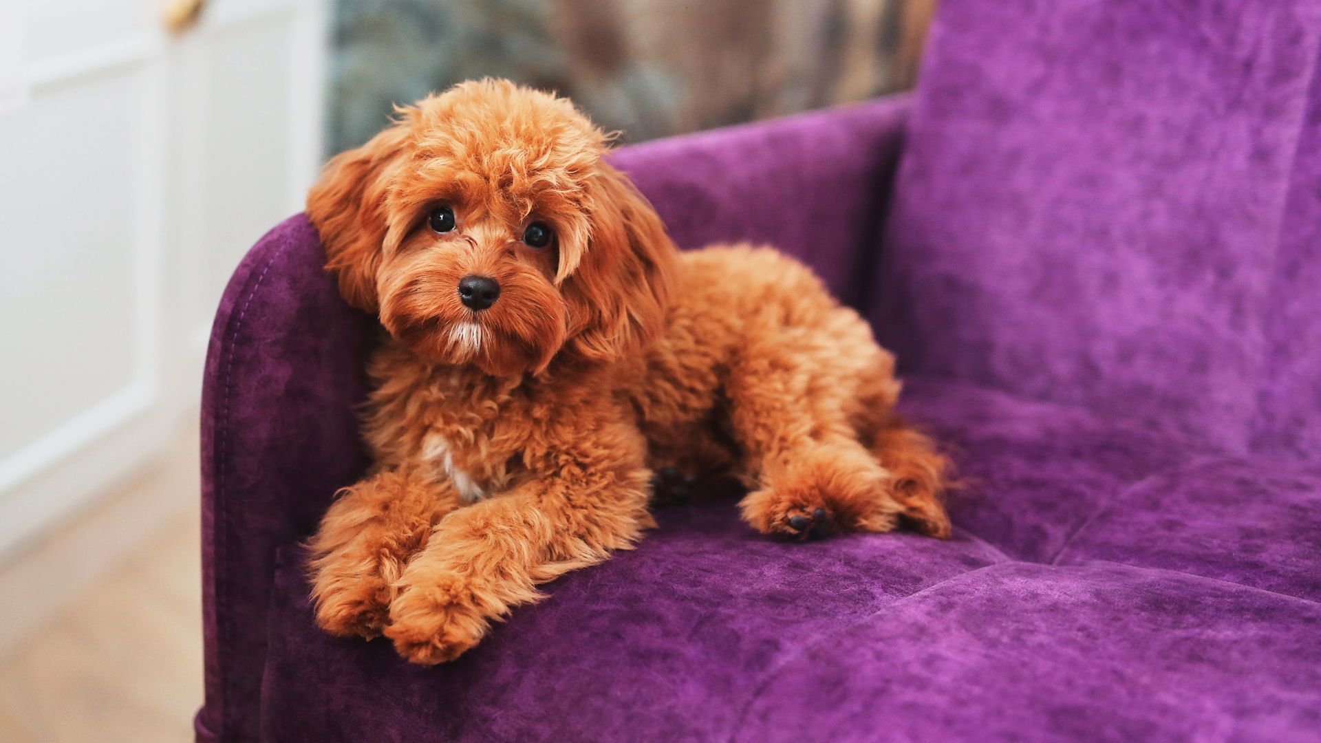 Maltipoo, ginger, lying on a purple couch