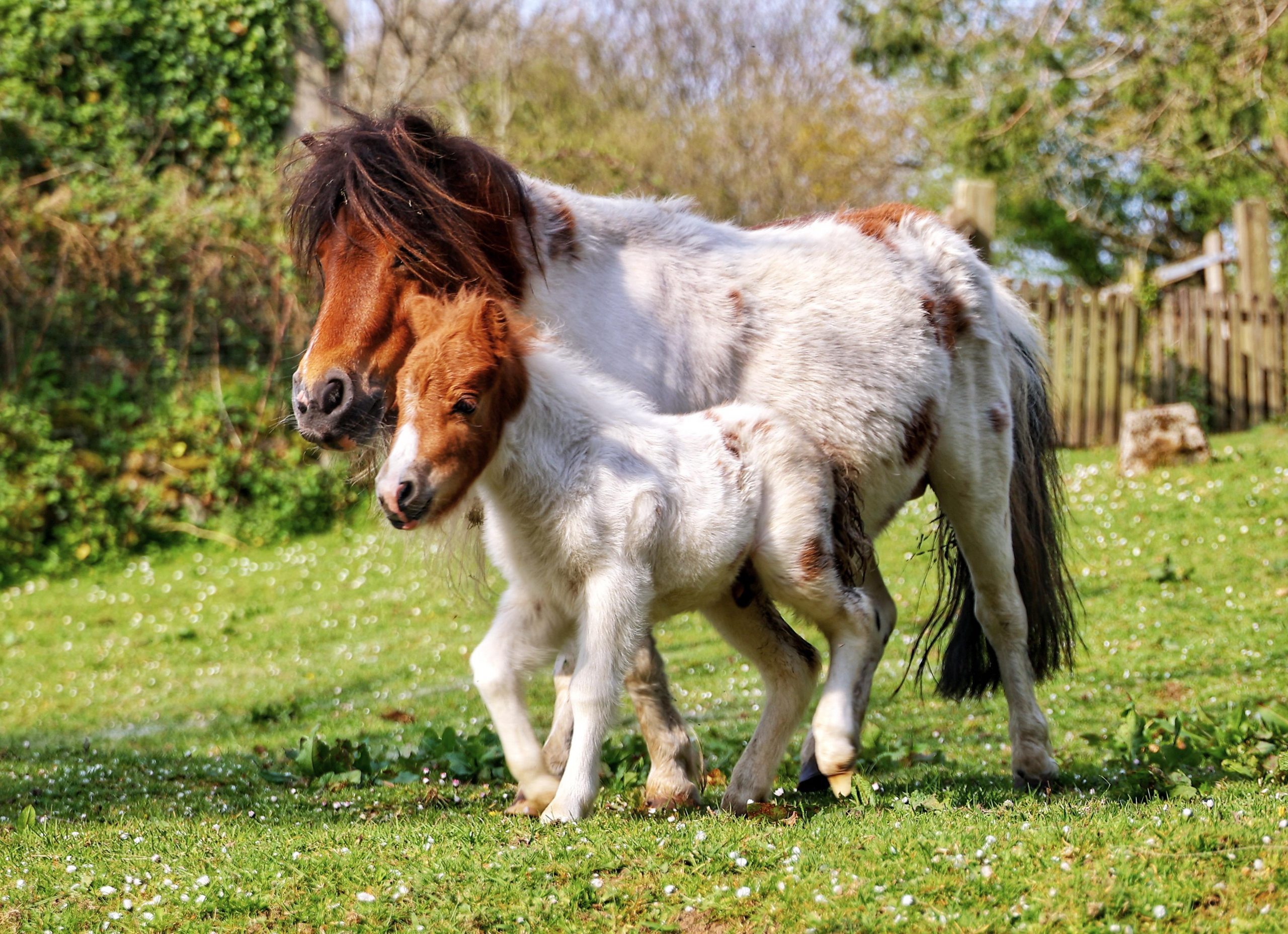 Mini mare and foal