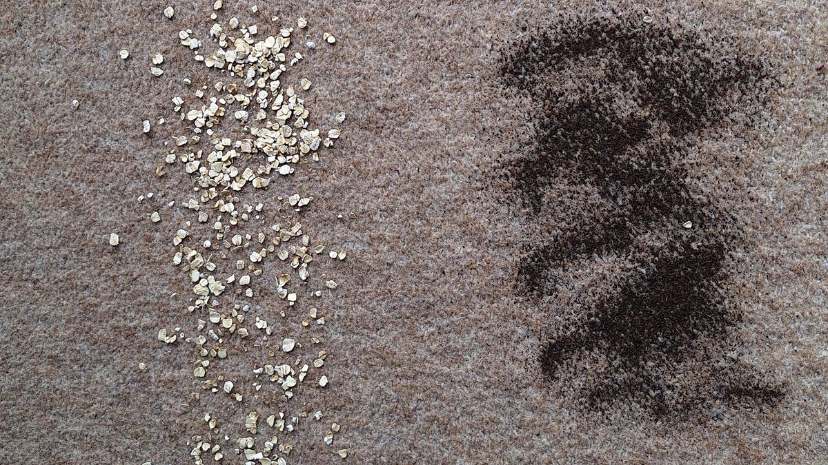 Carpet with tea and oats sprinkled on it, ahead of suction test