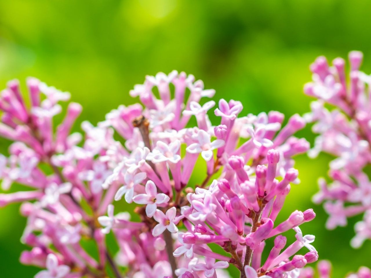 Pink-White Syringa Meyeri Lilac Tree