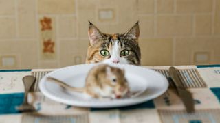 Gerbil sitting on a plate next to cutlery on a table with a cat staring at it from behind