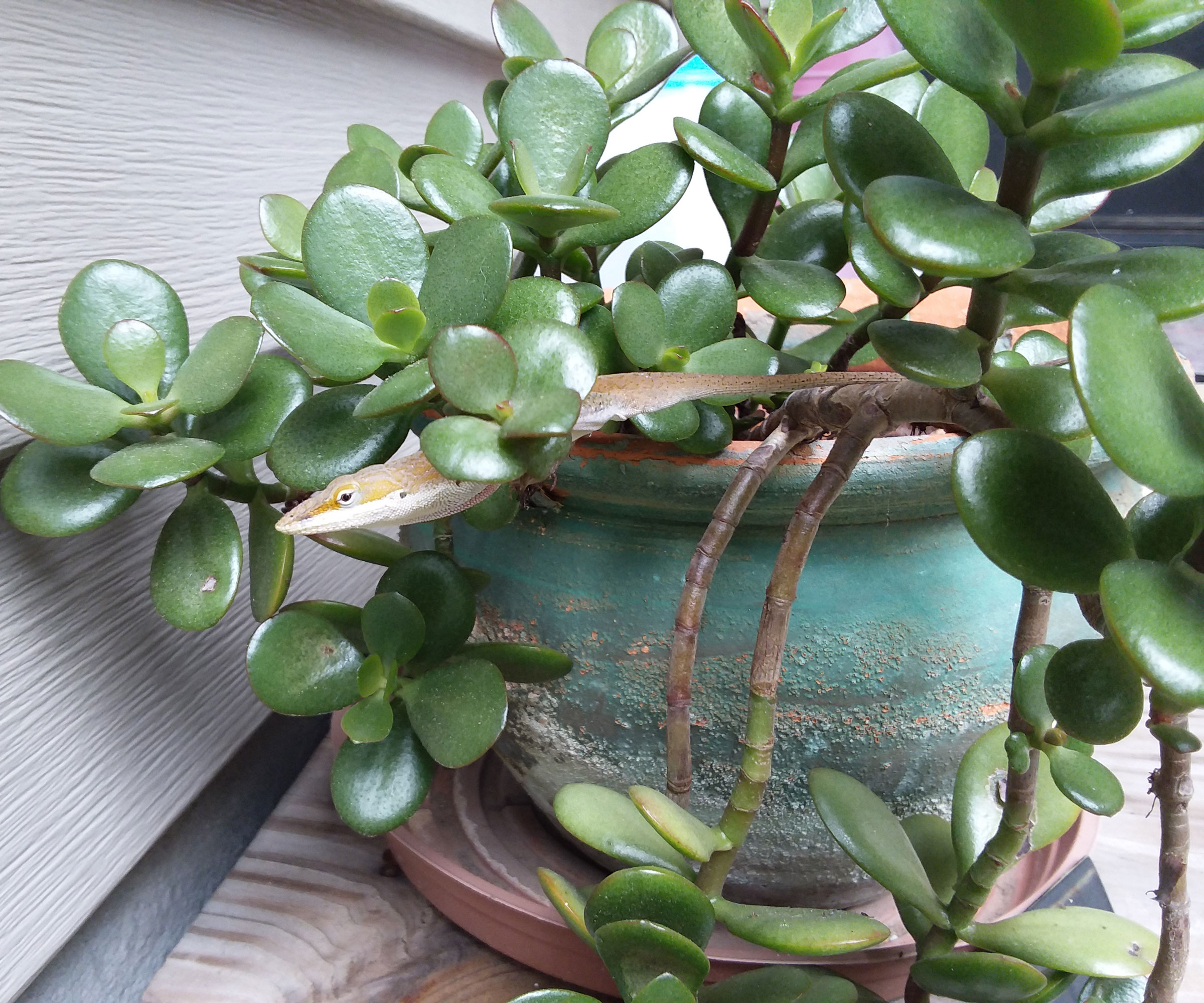 jade plant in green ceramic pot in front room