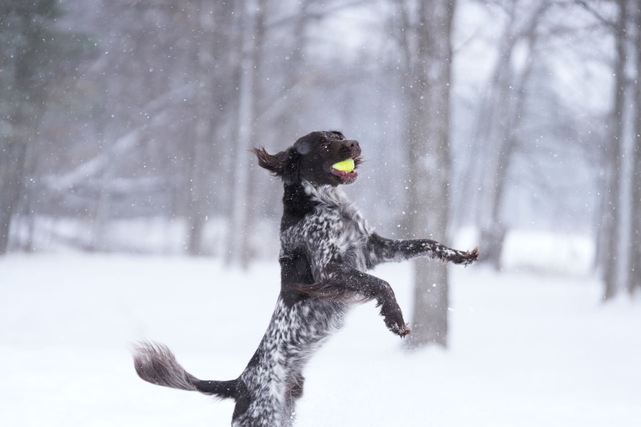 Sample images taken with the Sony 70-200mm f/2.8 GM OSS II lens and the Sony A7R V