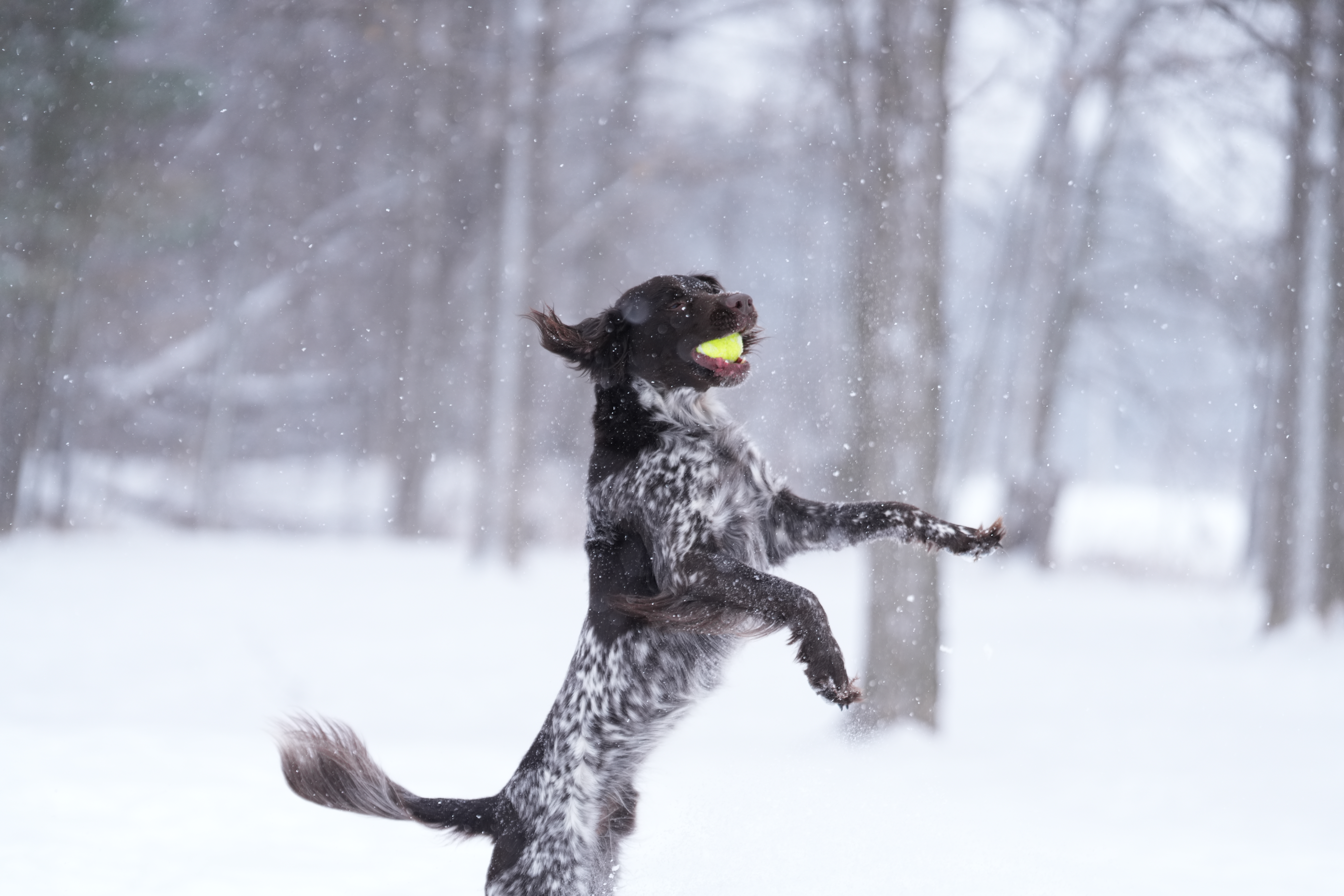 Sample images taken with the Sony 70-200mm f/2.8 GM OSS II lens and the Sony A7R V