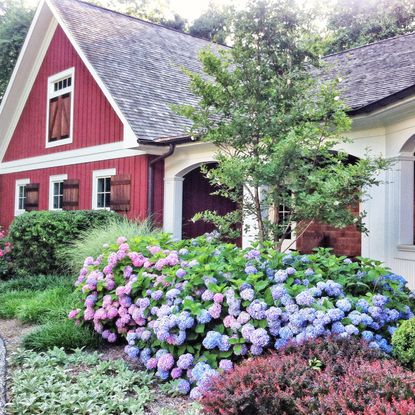 Garden in front of house with purple and pink hydrangeas