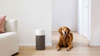 Golden retriever sitting on wooden floor with air purifier