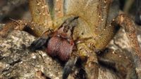 A close-up photo of a Brazilian wandering spider.