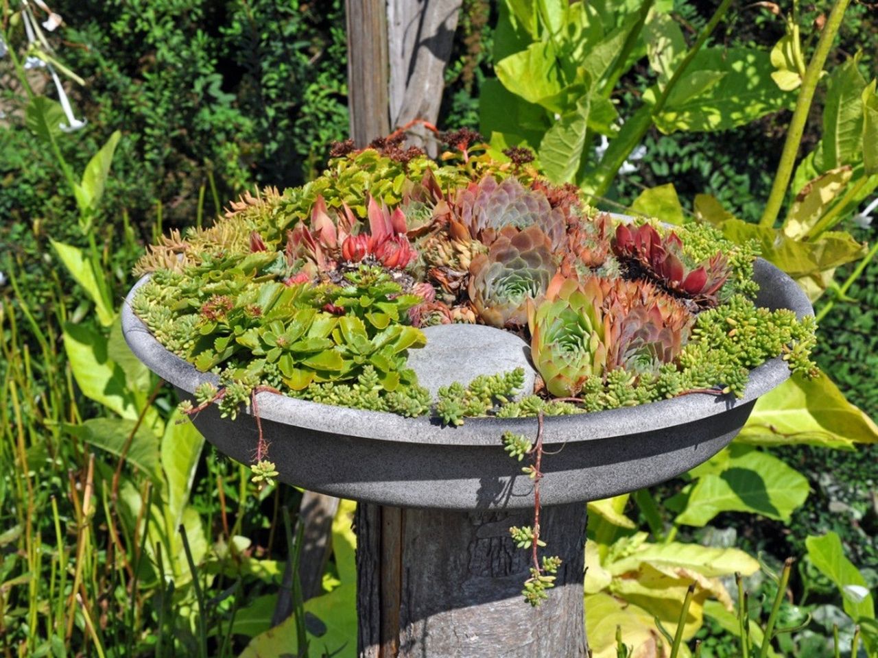 Many succulent plants growing in a birdbath