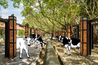 A stone trough with digitally imposed cows