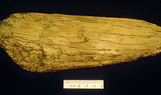 A mammoth tusk fragment excavated at Swan Point, in Alaska.