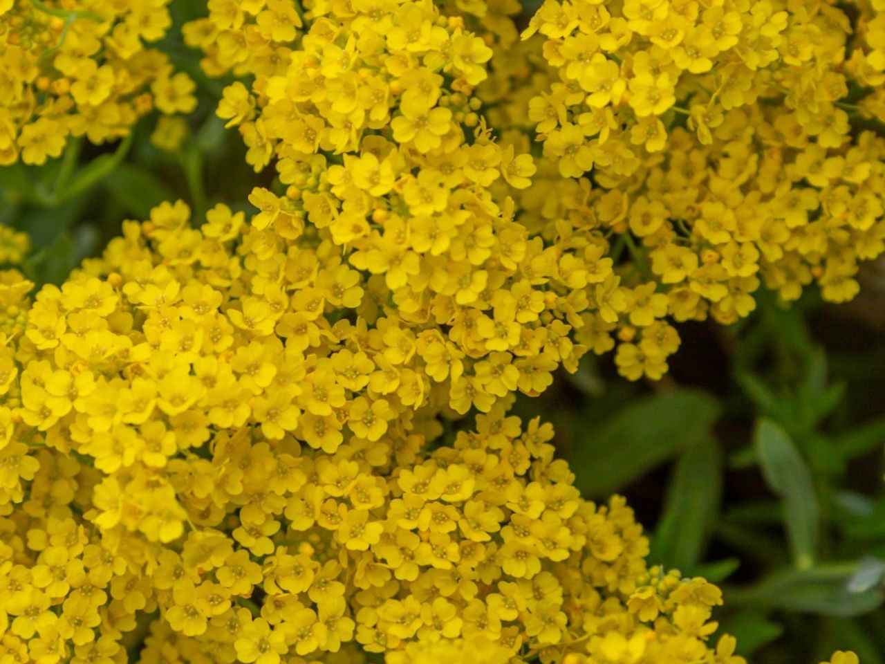 Basket-Of-Gold Plants