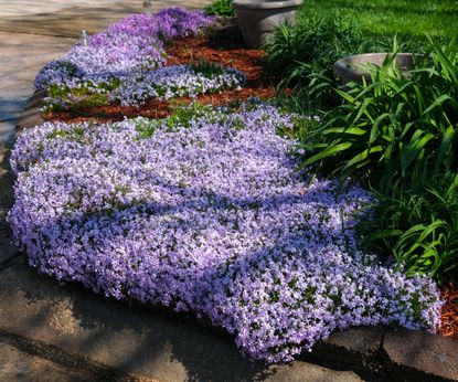 Fast-growing ground cover plants: 12 picks for quick results | Homes ...