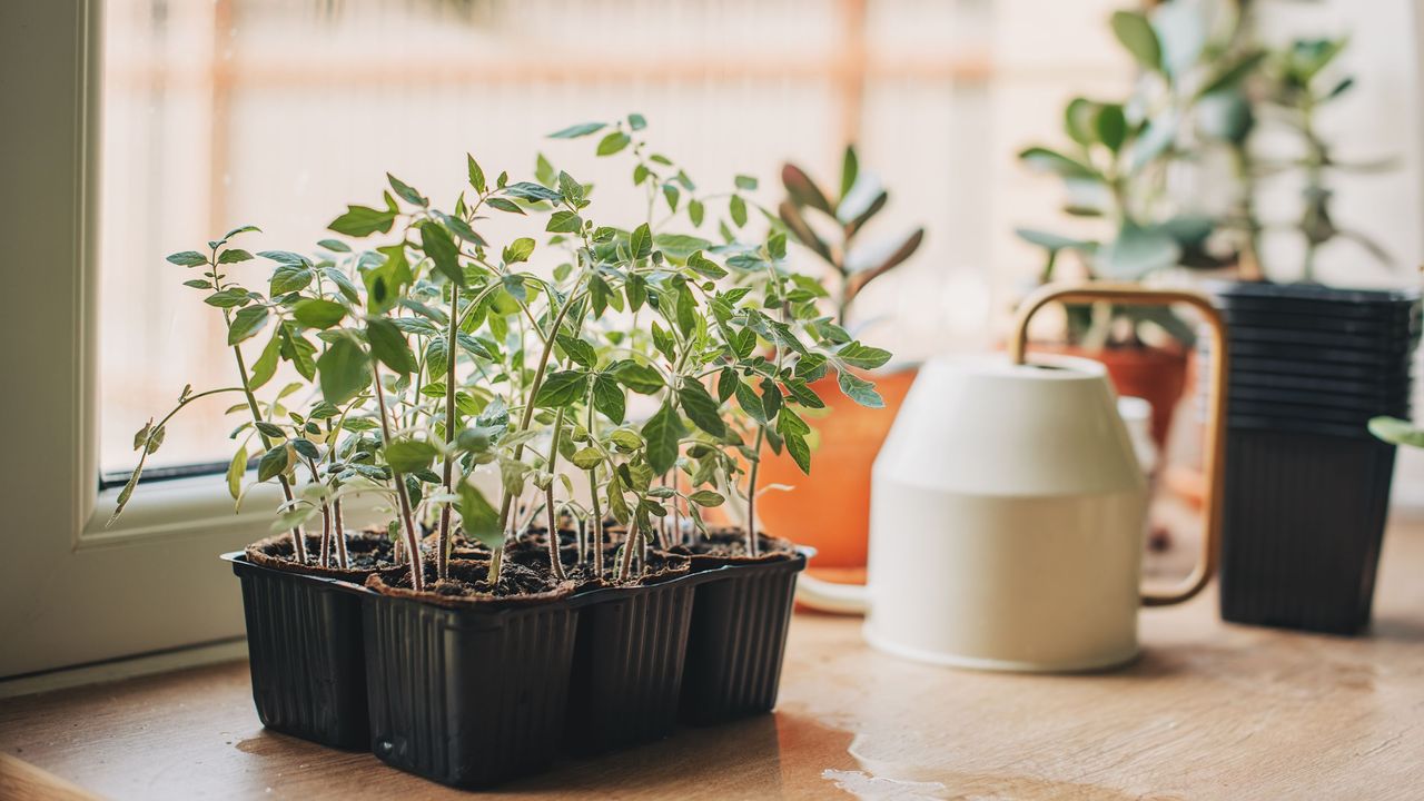 Tomato seedlings growing in a pot on a windowsill