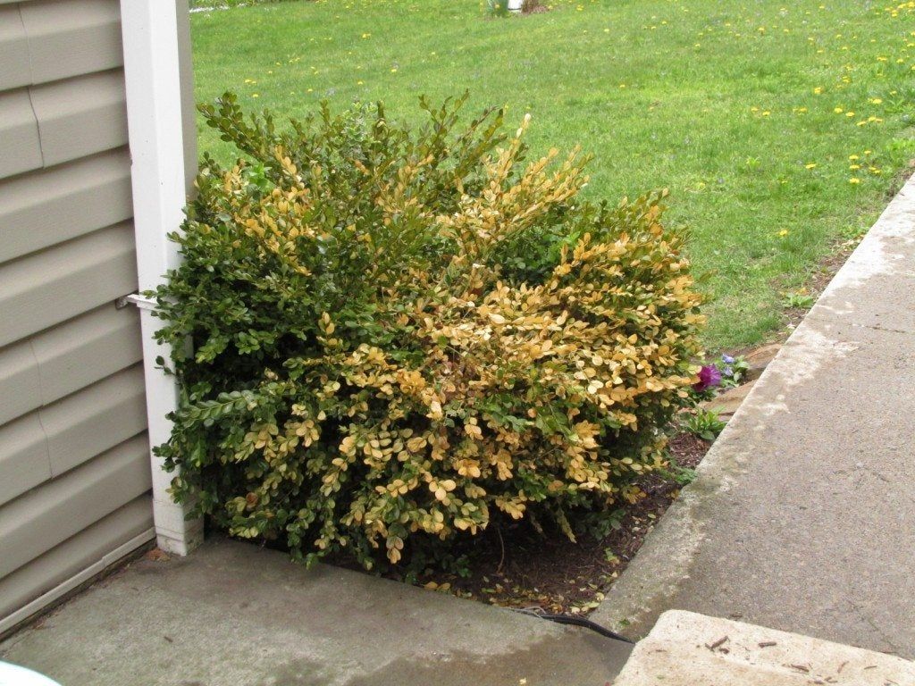 Green And Yellow Leaves On A Boxwood Shrub