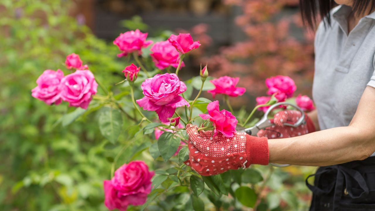 Woman tending to rose bush wearing gardening gloves