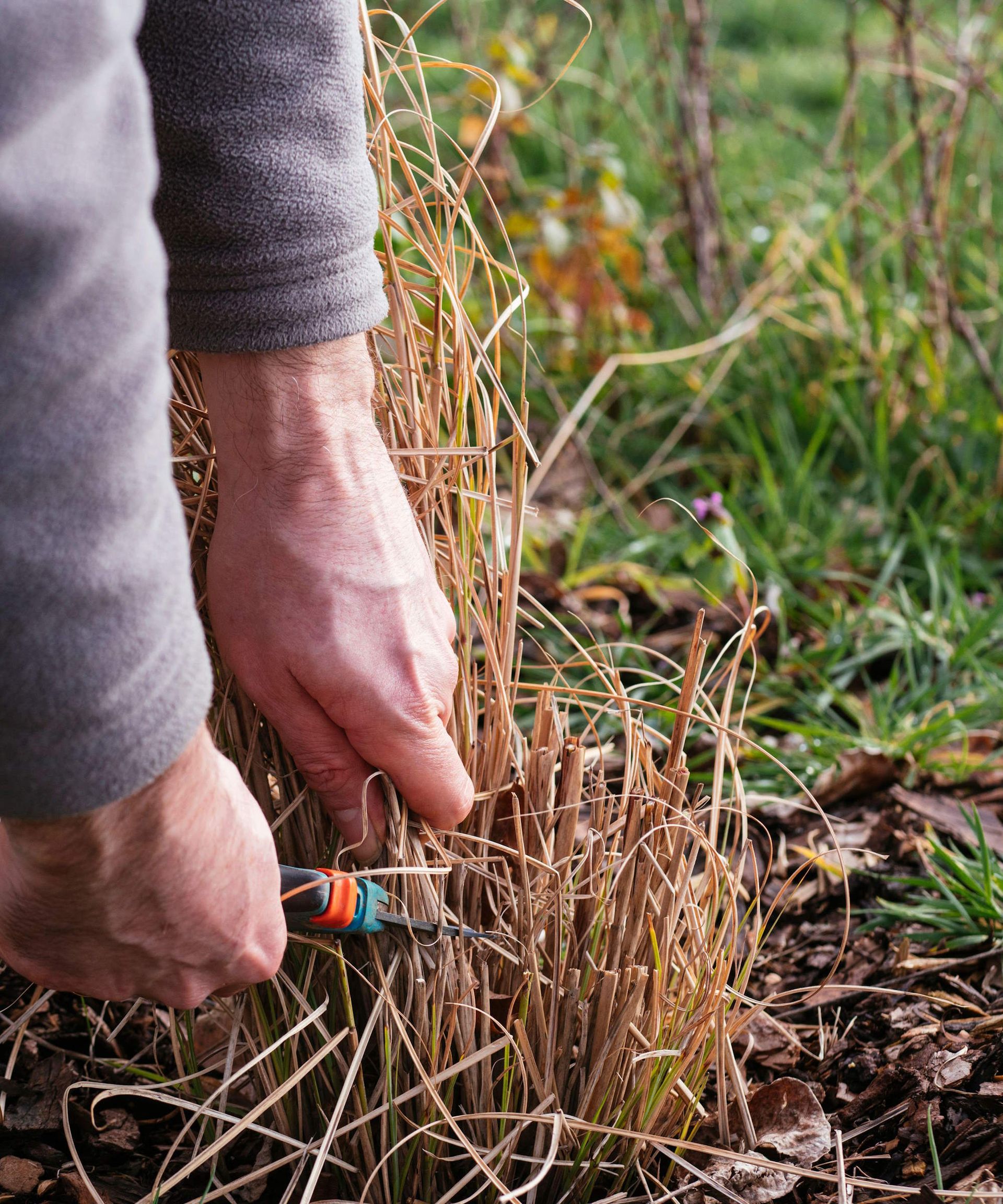 Ornamental grasses to cut back in February - 7 to prune | Homes and Gardens