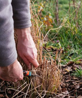 Pruning ornamental grasses in late winter