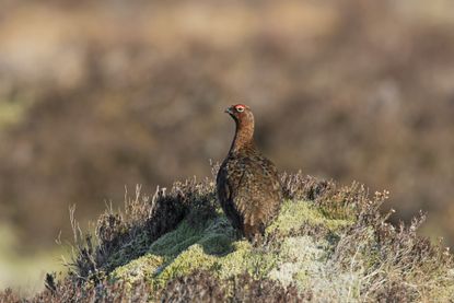 Red grouse cock in Scottish heathland.