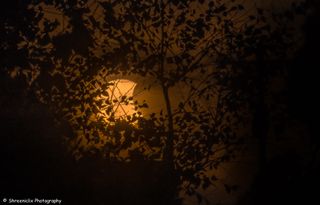 The partial solar eclipse of Oct. 23, 2014 is seen through tree leaves in this stunning photo captured by photographer Shreenivasan Manievannan in South Carolina.