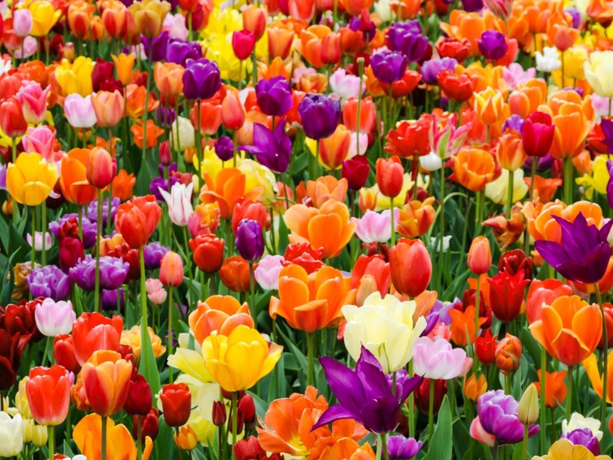 Getting Tulips To Bloom Every Year - Reasons And Fixes For Non ...
