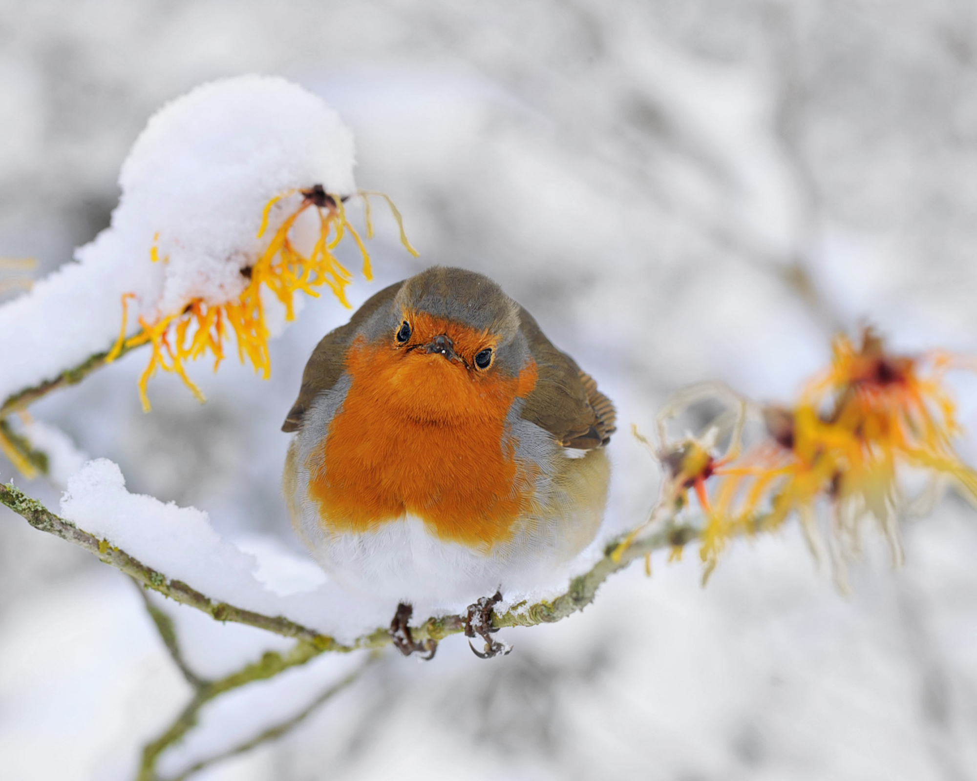 Close-up image of a single Robin - Erithacus rubecula, resting on a spring Witch hazel- Hamamelis branch in the snow.