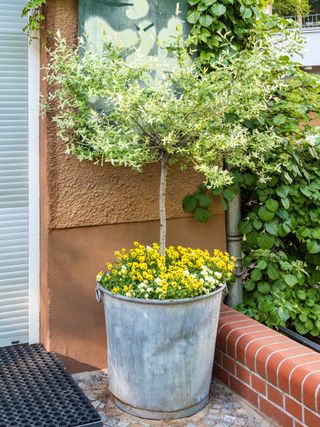 A planter with a small tree in and small yellow flowers around the bottom