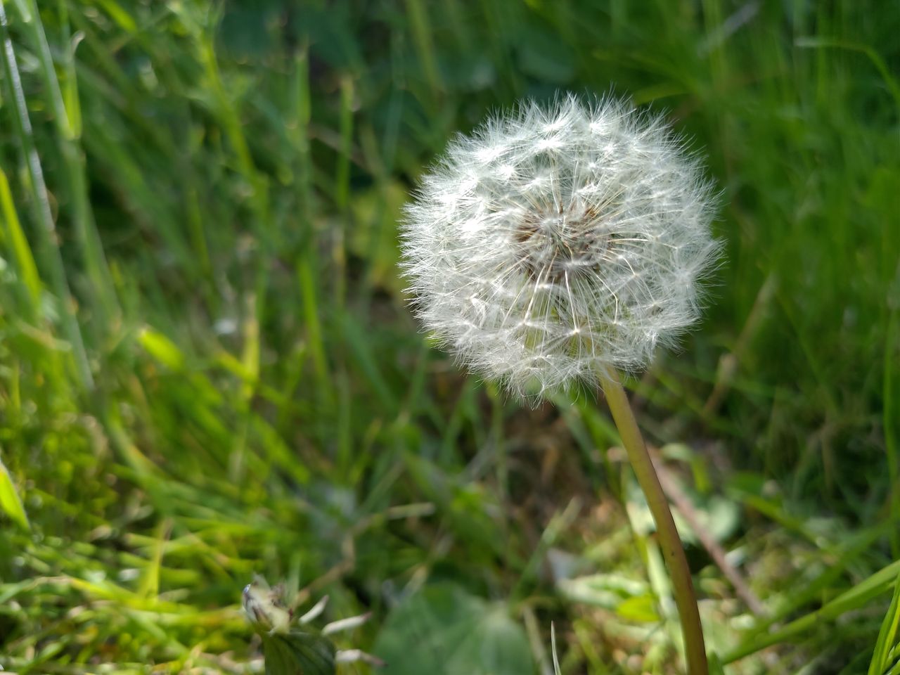 An example of close-up fine detail: not the best, but passable. Image credit: TechRadar